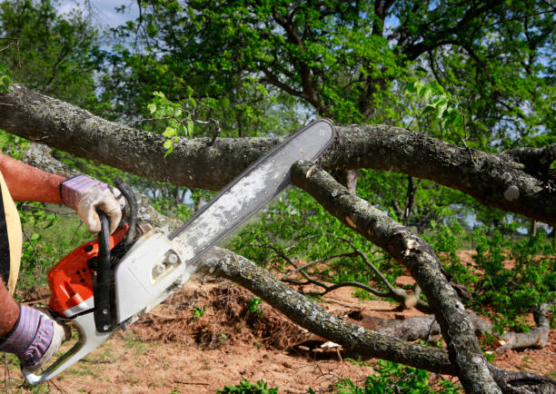 How Our Tree Care Process Works  in Lawtell, LA